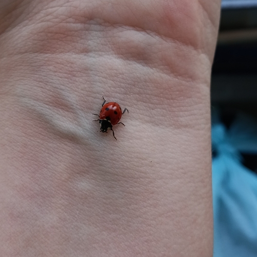 Seven-spotted Lady Beetle