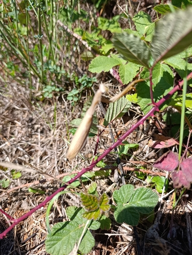 European Mantis