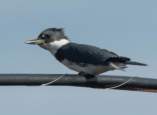 Belted Kingfisher