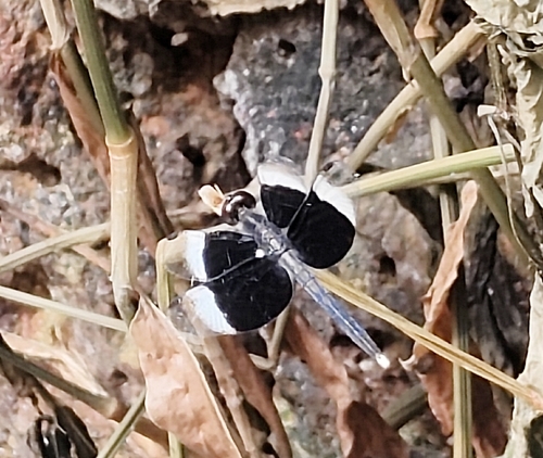 Pied Paddy Skimmer