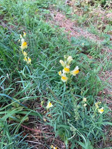 common toadflax