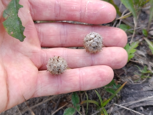 Trifolium fragiferum, photograph 2