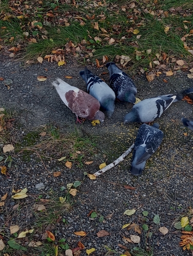 Feral Pigeon