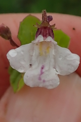 Diclis rotundifolia