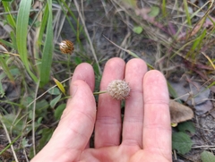 Trifolium fragiferum, photograph (c) Мирослав Соболев, some rights reserved (CC BY)