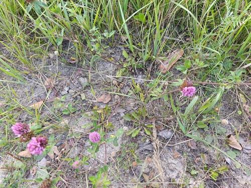 Trifolium fragiferum, photograph 4
