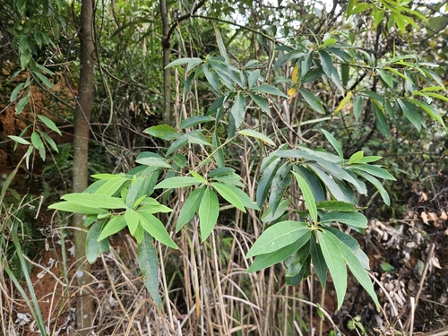 Litsea cubeba observed 2026-09-21