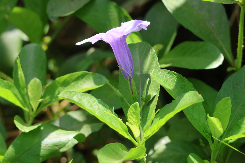 Ruellia tuberosa; photograph (c) Wolfgang Ahlmer, some rights reserved (CC BY)