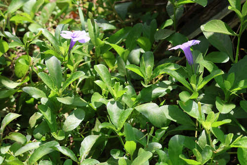Ruellia tuberosa, photograph 1