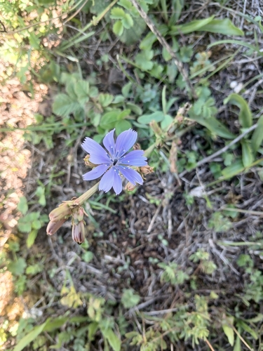 chicory
