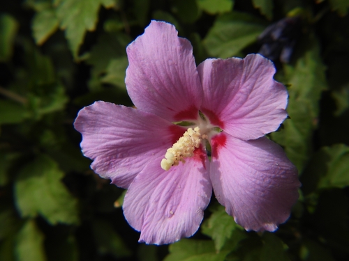 common hibiscus