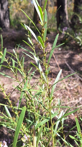 Daviesia leptophylla, photograph 2