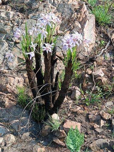 Xerophyta retinervis, photograph 3