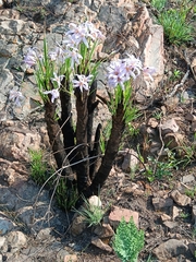 (c) Hildegard Klein, some rights reserved (CC BY) Xerophyta retinervis, photograph (c) Hildegard Klein, some rights reserved (CC BY)
