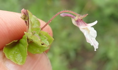 Diclis rotundifolia