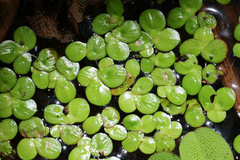 Spirodela polyrhiza, photograph (c) Wolfgang Ahlmer, some rights reserved (CC BY)