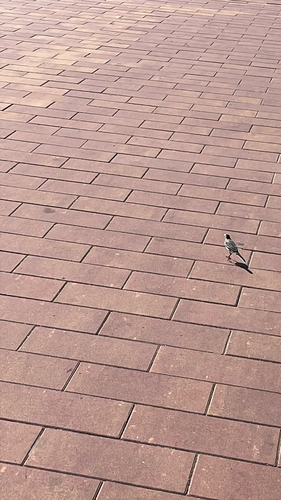 White Wagtail