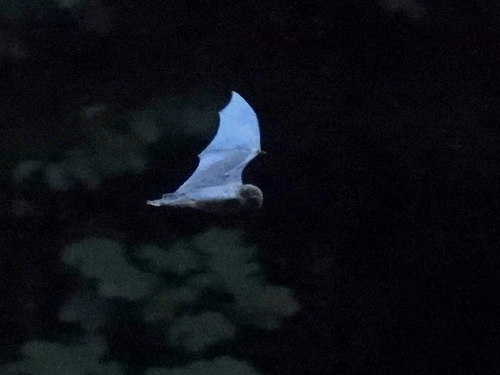 Miniopterus schreibersii observed 2026-09-16