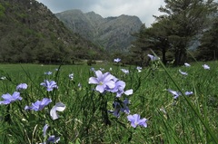 Linum alpinum