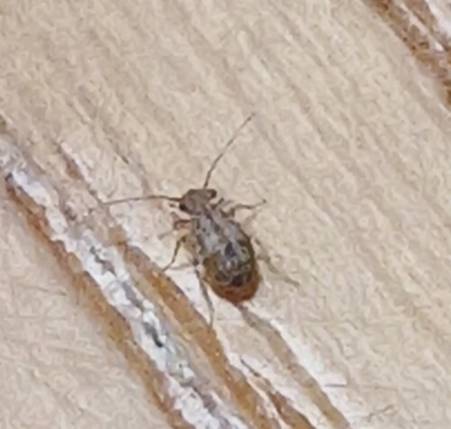 Cerobasis guestfalica