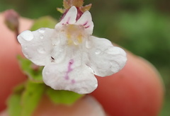 Diclis rotundifolia