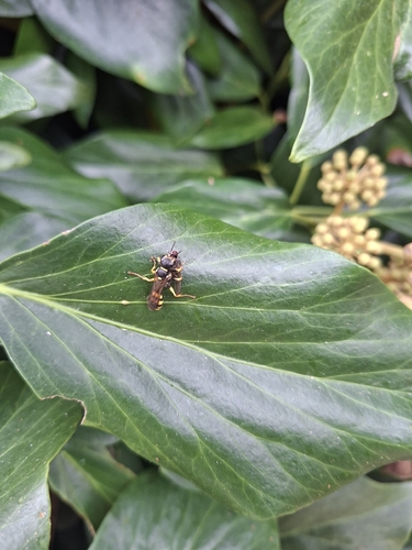 Field digger wasp
