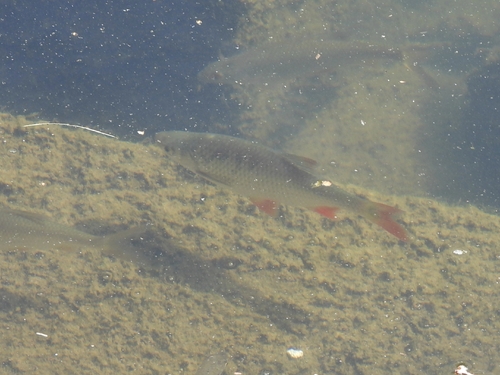 Common Rudd