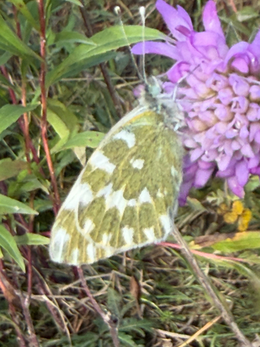 Eastern Bath White