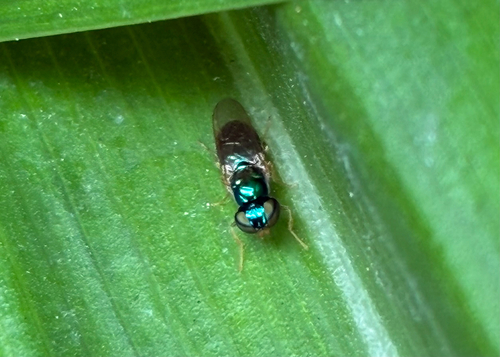 Microchrysa flaviventris
