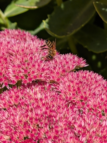 Western Honey Bee