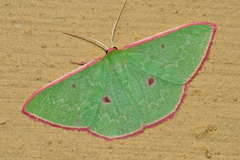 Chlorocoma cadmaria