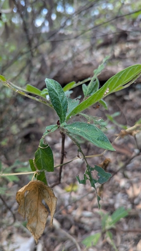 Psychotria loniceroides, photograph 5
