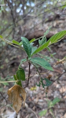 Psychotria loniceroides, photograph author not stated, no rights reserved