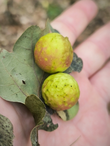 Cherry Gall Wasp