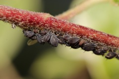 Aphis hederae