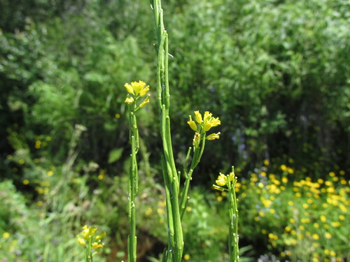 Barbarea stricta observed 2026-07-12