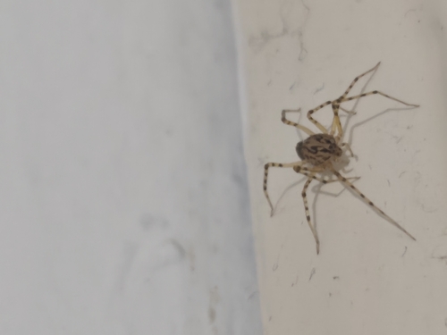 Common Spitting Spider