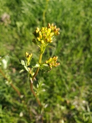 Barbarea vulgaris