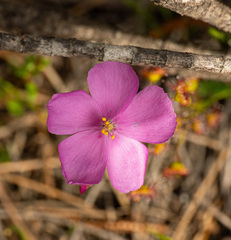 Drosera menziesii
