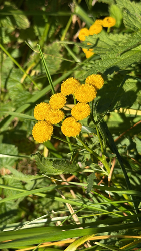 tansy