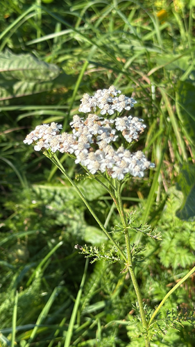 common yarrow