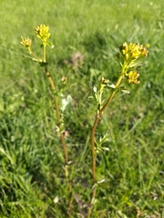 Barbarea vulgaris