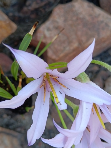 Xerophyta retinervis