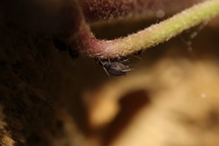 Aphis hederae