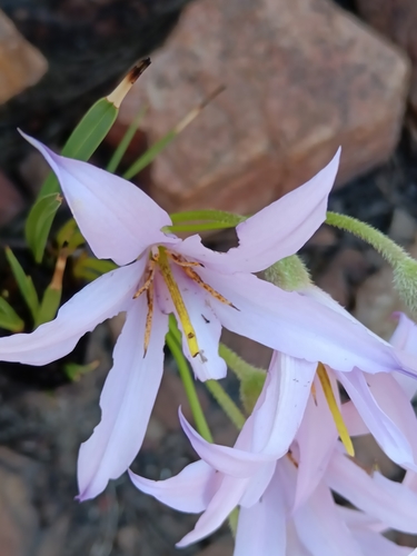 Xerophyta retinervis, photograph 2