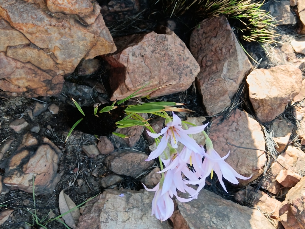 Xerophyta retinervis; photograph (c) Hildegard Klein, some rights reserved (CC BY)