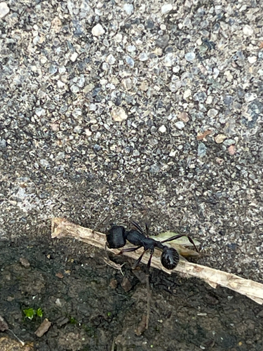 Messor aciculatus