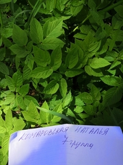 Aegopodium podagraria