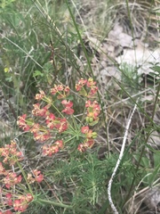 Euphorbia cyparissias