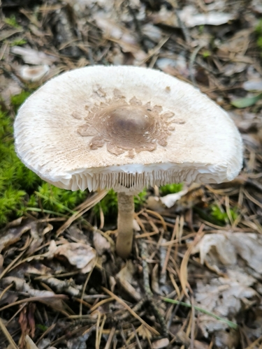 Parasol